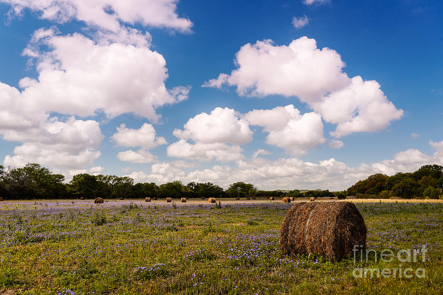 Bales of Hale - Quintessential Texas Hill Country - Luckenback Photograph by Silvio Ligutti