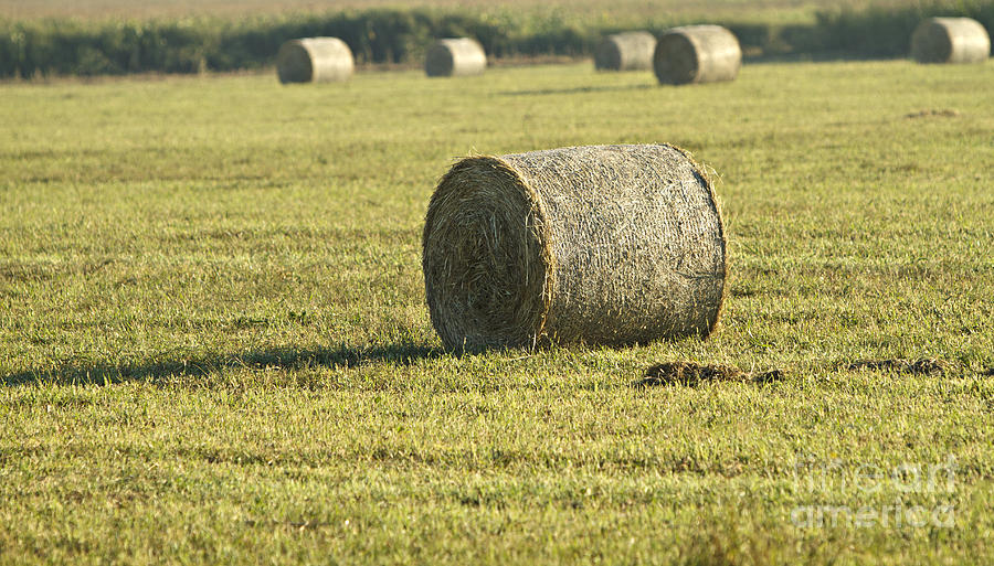 Bales Of Hay Photograph