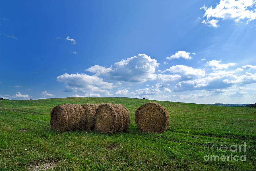 Summer Photograph - Bales of Hay in a Field by Amy Cicconi