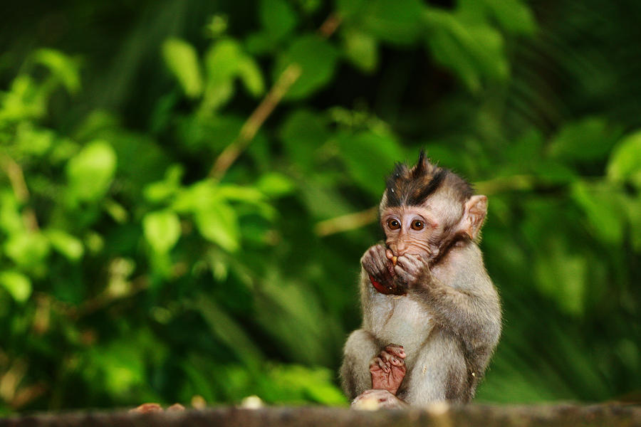 Baby primates are still openly sold in Bali market: JAAN