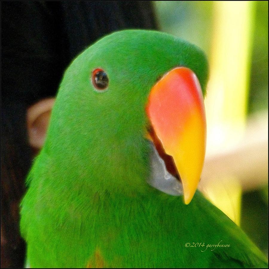 Bali Bird Park 4 Photograph by Garry Benson - Fine Art America