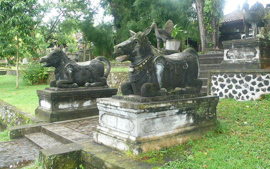 Bali Photograph - Bali Bulls by Jack Edson Adams Bali Photograph - Bali Bulls by Jack Edson Adams