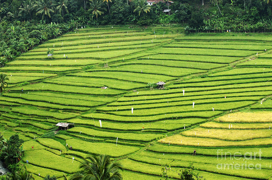 Bali Indonesia Rice Fields Photograph by Bob Christopher