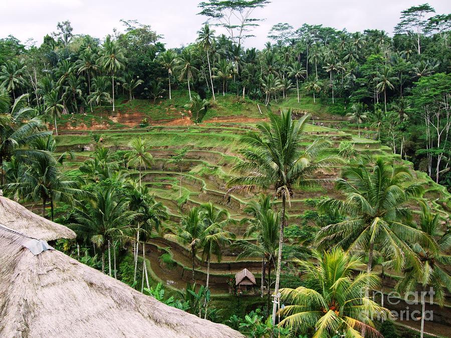 Rice Fields Photograph - Bali rice fields by Crystal Beckmann