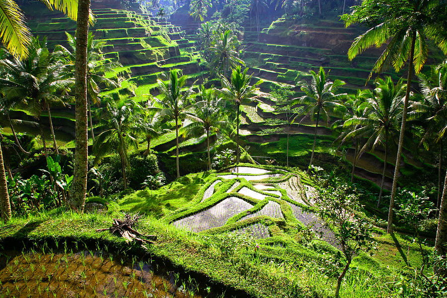 Bali, rice terraces of Tegallalang Photograph by Andras Jancsik