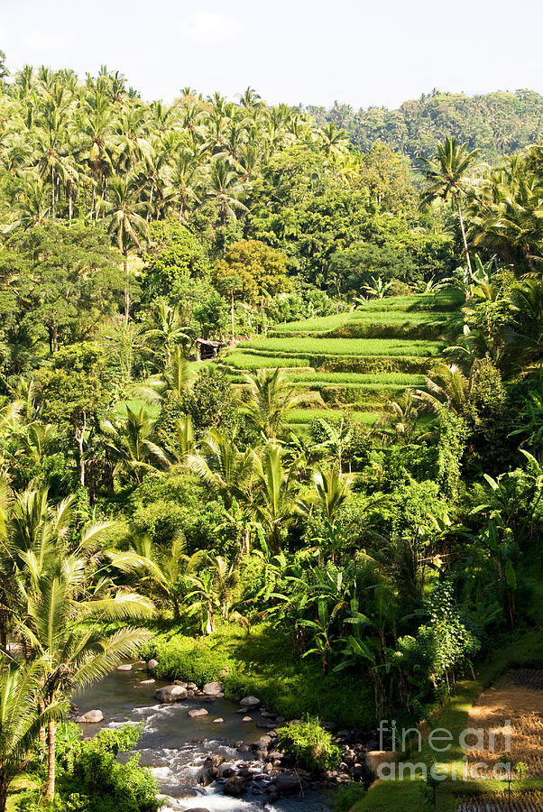 Bali Sayan Rice Terraces Photograph by Rick Piper Photography