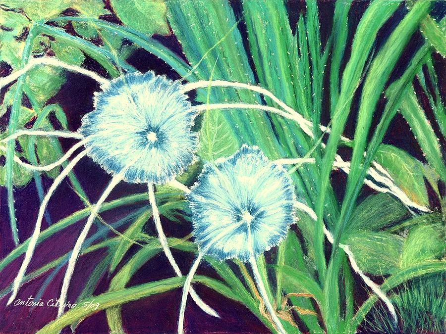 Bali White Spider Lilys  Pastel Pastel by Antonia Citrino