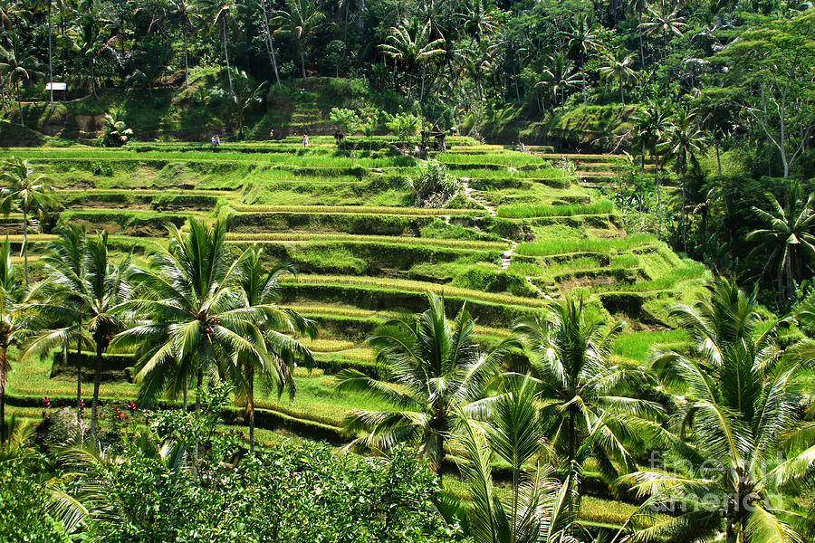 Balinese Dream Photograph by Lars Ruecker - Fine Art America