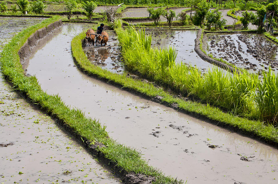 Cow Photograph - Balinese farmer plowing flooded rice paddy by Michael Brewer