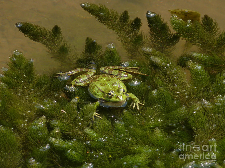 Balkan Frog in stream Photograph by Phil Banks
