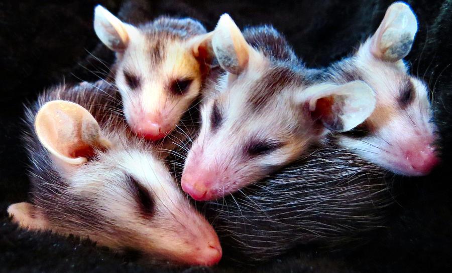 Ball Of Opossums Photograph