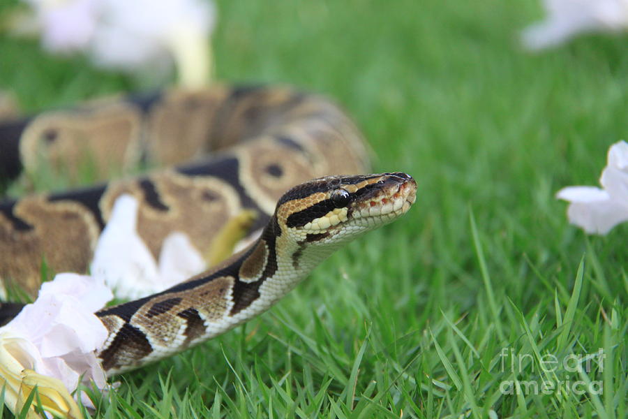 Ball Python and Flowers Photograph by Fiona Yee - Fine Art America
