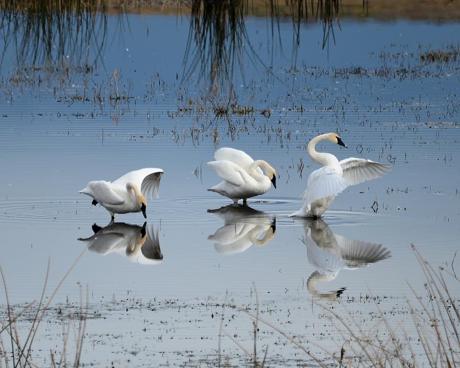 Swan Photograph - Dance of the Trumpeters by Whispering Peaks Photography