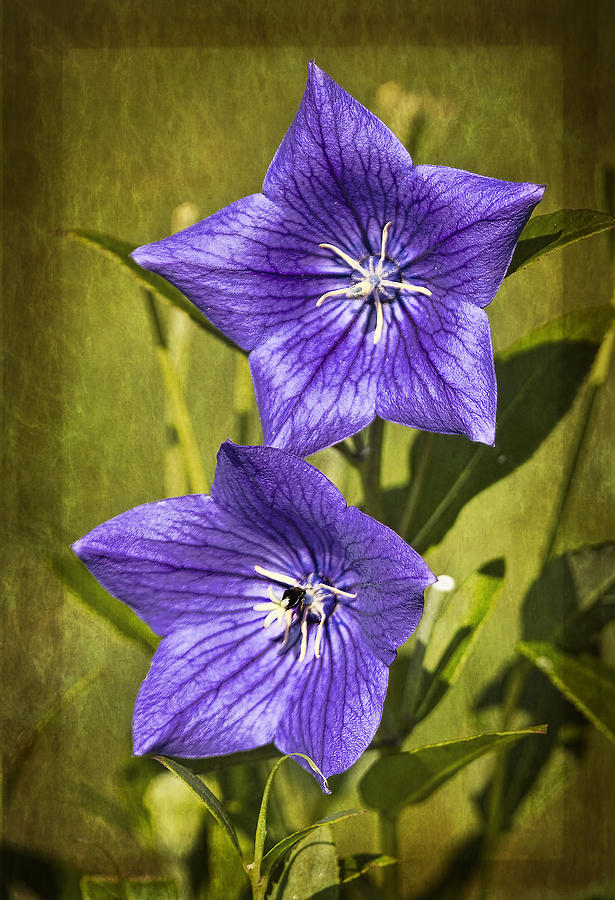 Flower Photograph - Balloon Flower by Marcia Colelli
