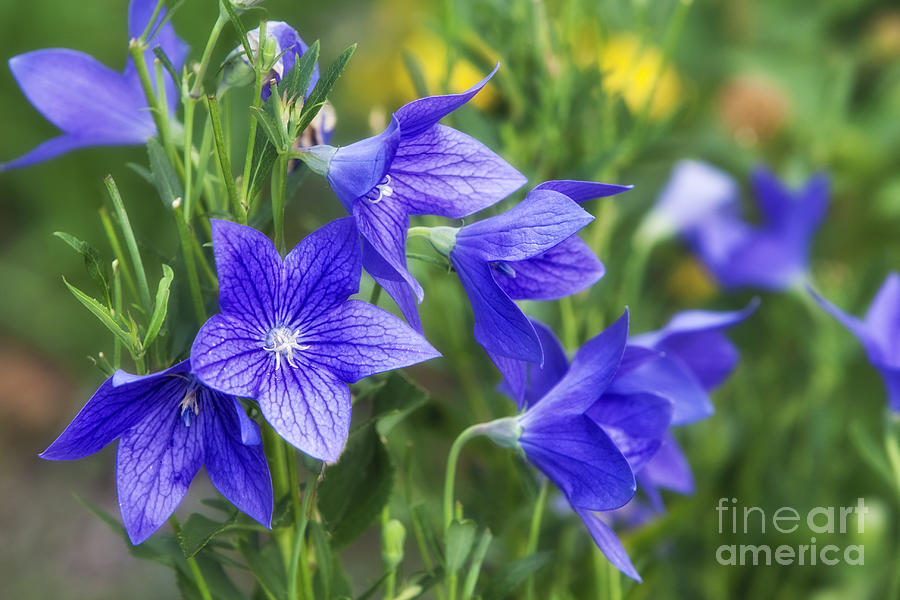 Balloon Flower Photograph by Timothy Hacker