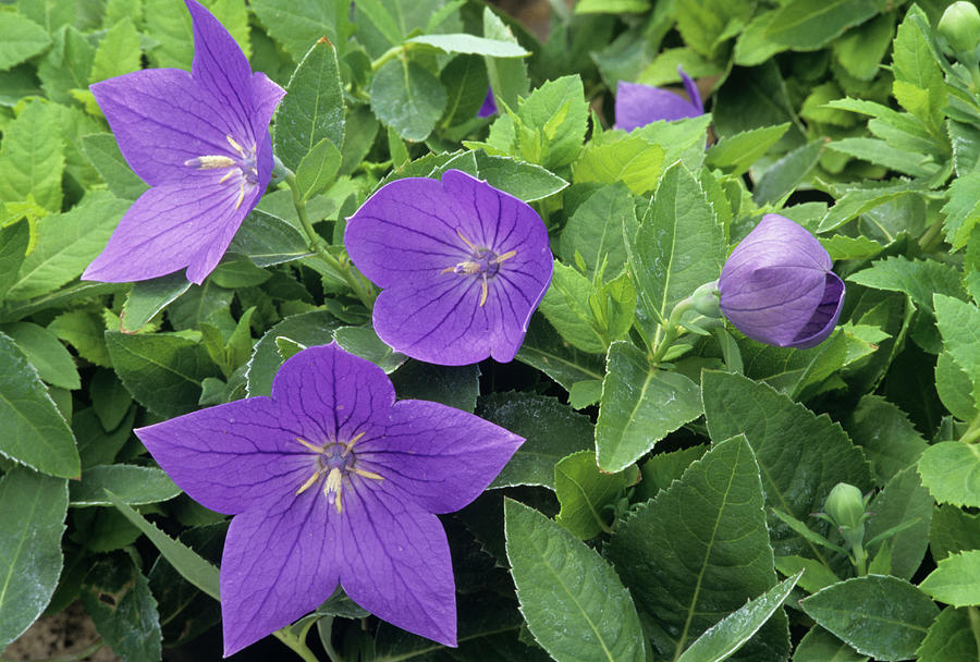 Nature Photograph - Balloon Flowers (platycodon Grandiflorus) by Sally Mccrae Kuyper/science Photo Library