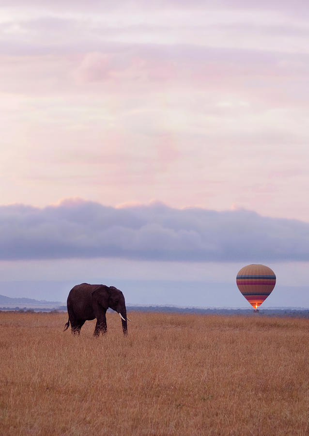 Balloon Safari With Elephant Photograph by Grant Faint
