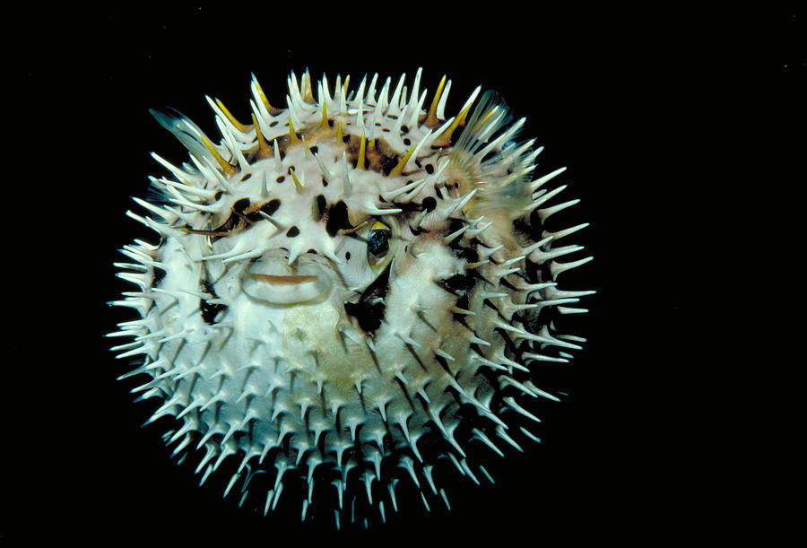 Balloonfish Photograph by FREDERICK R McCONNAUGHEY - Fine Art America