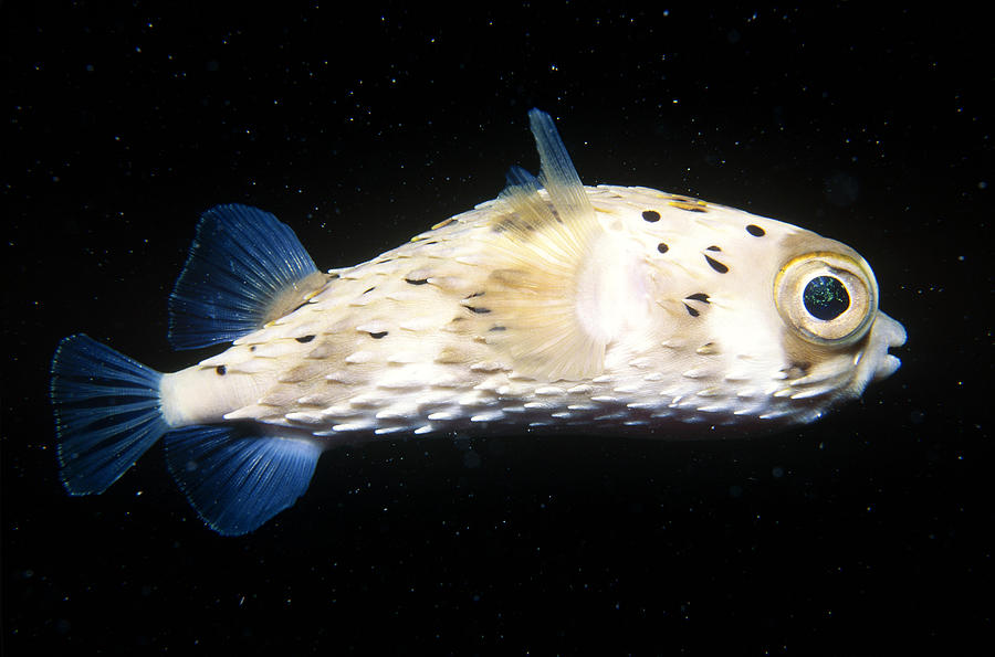 Balloonfish Photograph by Mary Beth Angelo