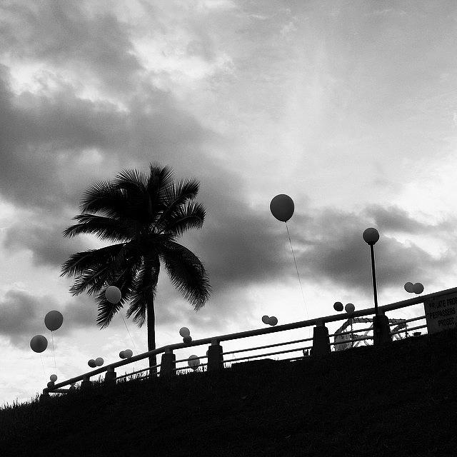 Tree Photograph - Balloons And Palms, Singapore by Aleck Cartwright