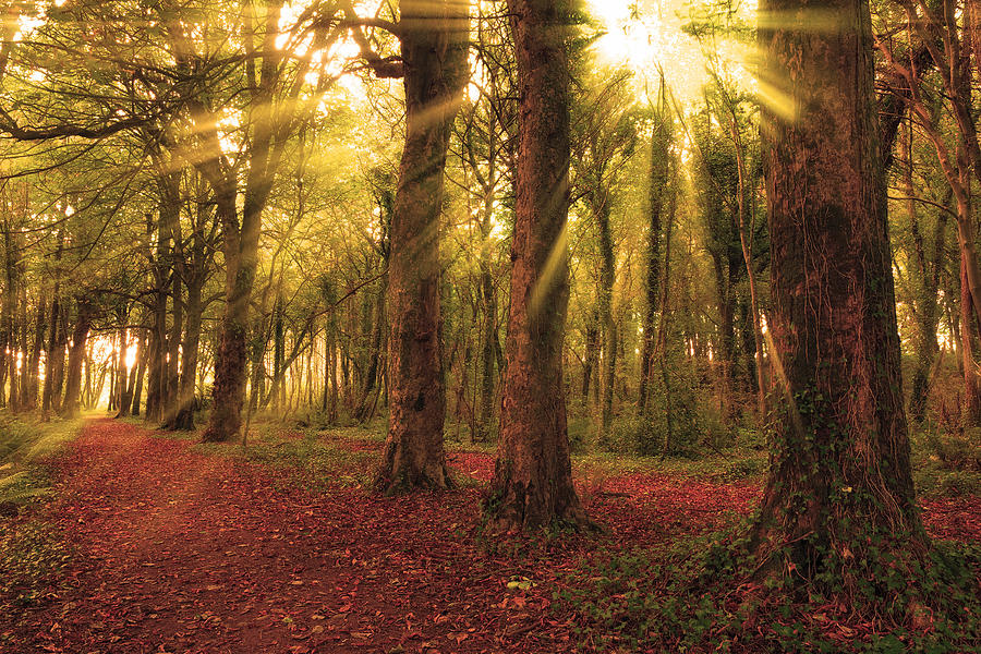 Ballyannan Wood Photograph by Michael Walsh - Fine Art America