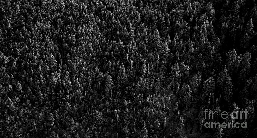 Balsam Fir Trees in Snow - Aerial Photo #1 Photograph by David Oppenheimer