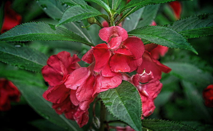 Balsam Flowers Photograph by Bellesouth Studio