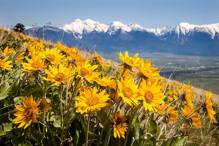 Balsamroot Blooms Photograph by Jack Bell
