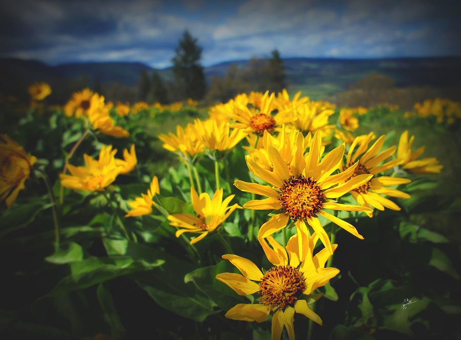 Balsamroot of The Gorge Photograph by TK Goforth