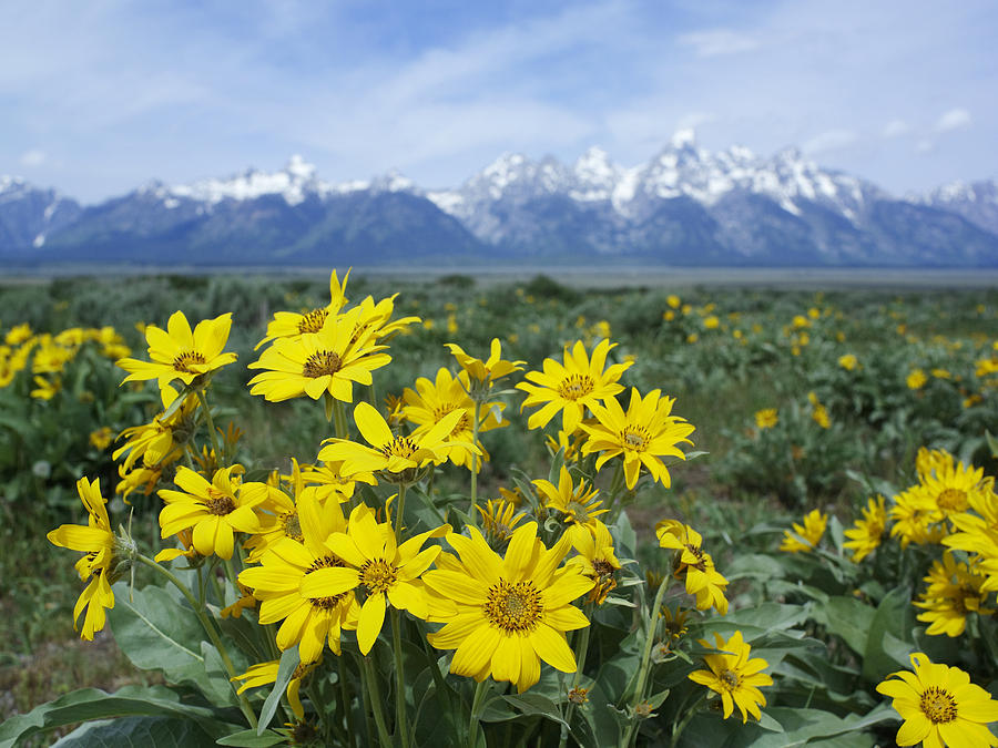 Balsamroot Sunflower Patch Grand Teton Photograph by Tim Fitzharris