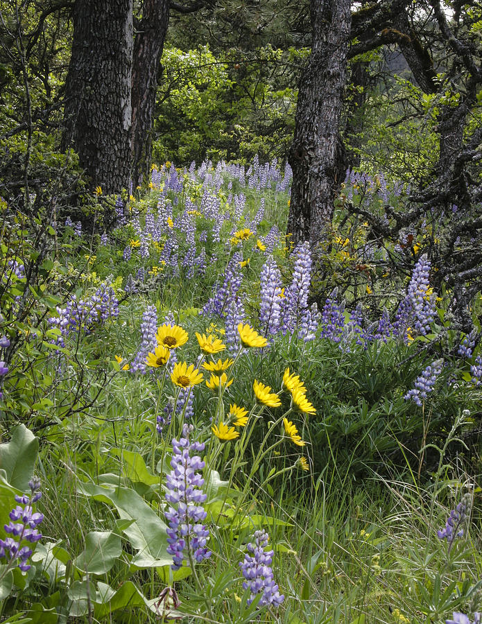 Balsamroot surrounded by Lupines Photograph by Jean Noren