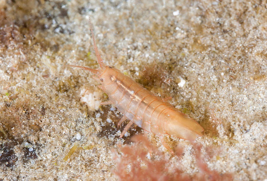 Animal Photograph - Baltic Isopod by Andrew J. Martinez