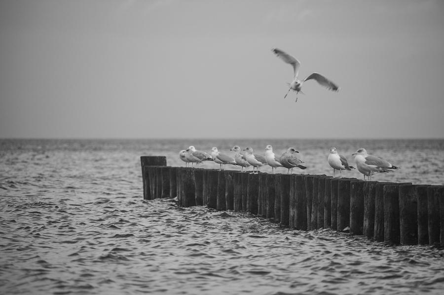 Baltic Sea-Gulls Photograph by Ralf Kaiser