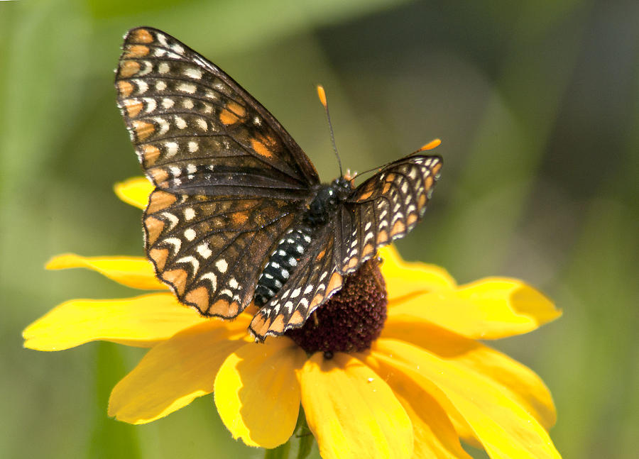 Butterfly Photograph - Baltimore Checkerspot and black-eyed Susan by Kathryn Whitaker