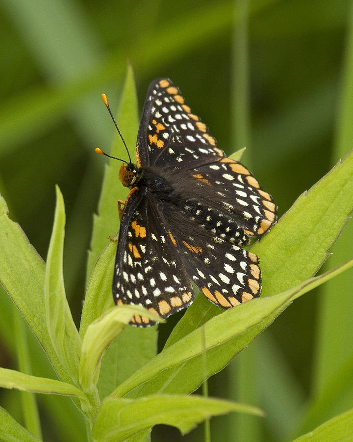 Butterfly Photograph - Baltimore Checkerspot Butterfly 2 by Eric Mace