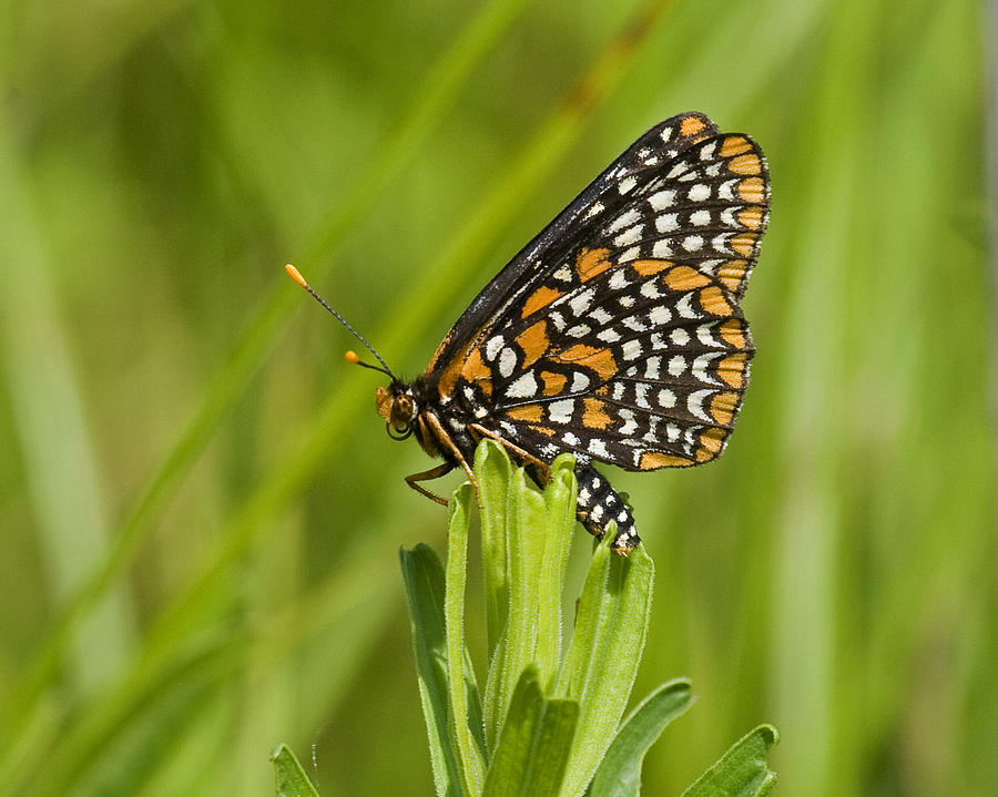Butterfly Photograph - Baltimore Checkerspot Butterfly by Eric Mace
