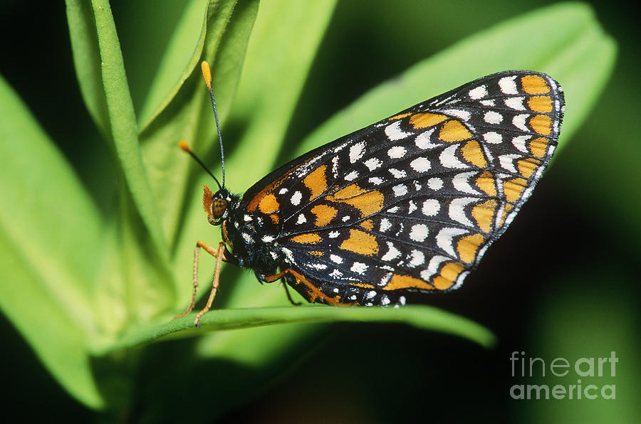 Wildlife Photograph - Baltimore Checkerspot Butterfly by Larry West