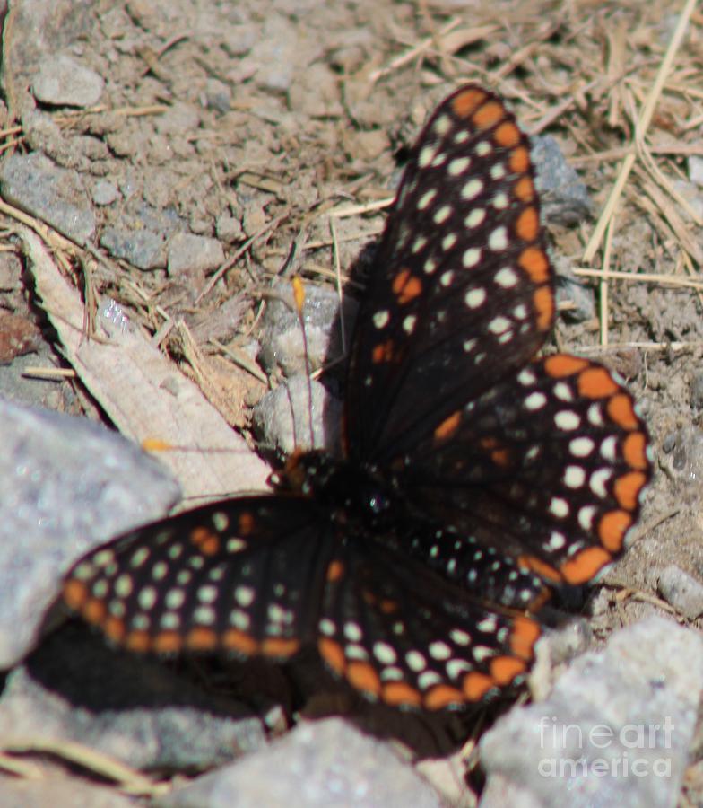 Butterfly Photograph - Baltimore Checkerspot Butterfly by Spirit Baker