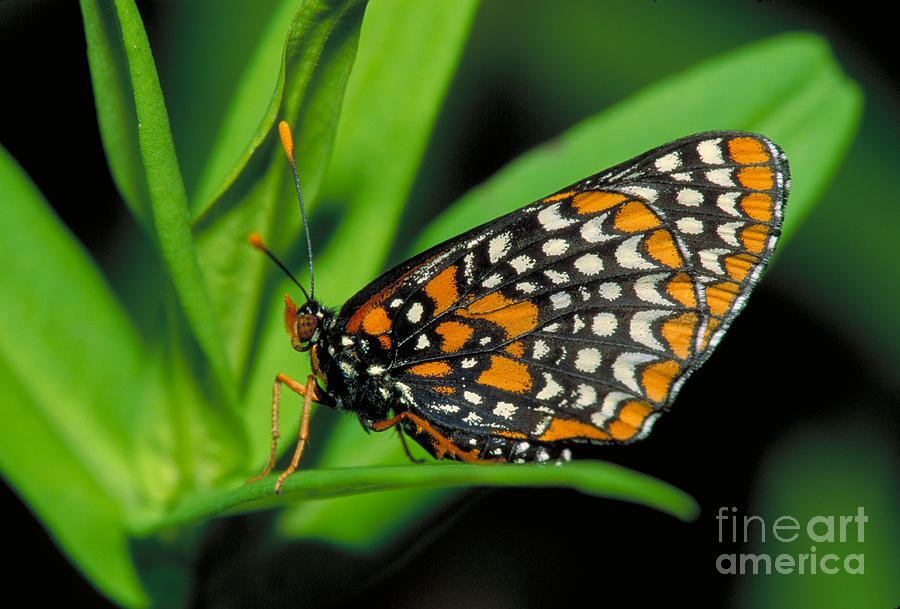 Nature Photograph - Baltimore Checkerspot by Larry West