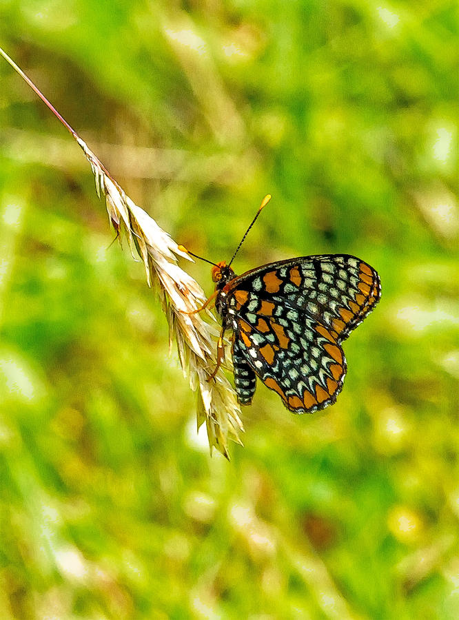 Summer Photograph - Baltimore Checkerspot on Meadow Grass Seed Head by Constantine Gregory