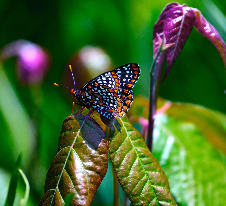 Summer Photograph - Baltimore Checkerspot On Poison Ivy by Constantine Gregory