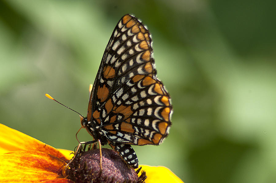 Butterfly Photograph - Baltimore Checkerspot on Rudbeckia by Kathryn Whitaker
