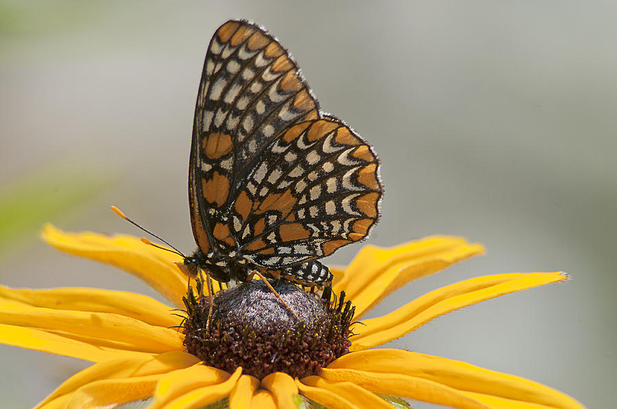 Butterfly Photograph - Baltimore Checkerspot with Black-Eyed Susan by Kathryn Whitaker