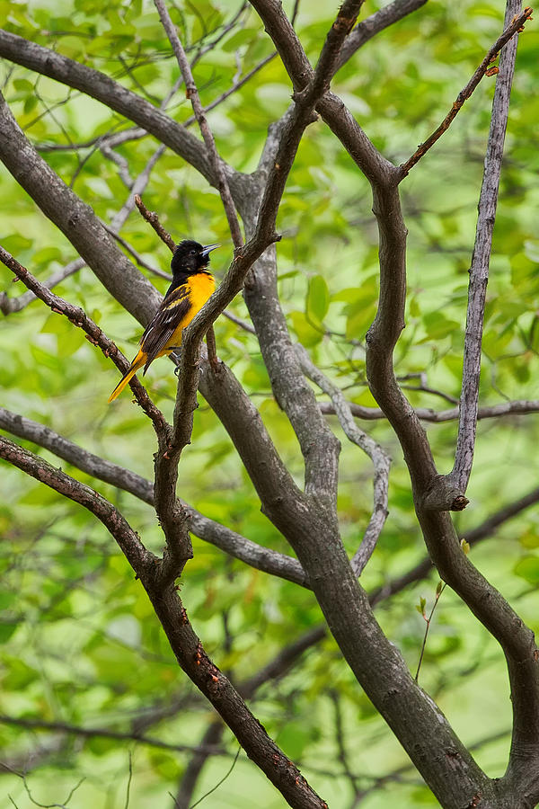 Baltimore Oriole Photograph by Bill Wakeley