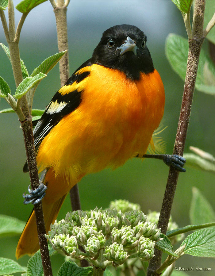 Baltimore Oriole Photograph by Bruce Morrison