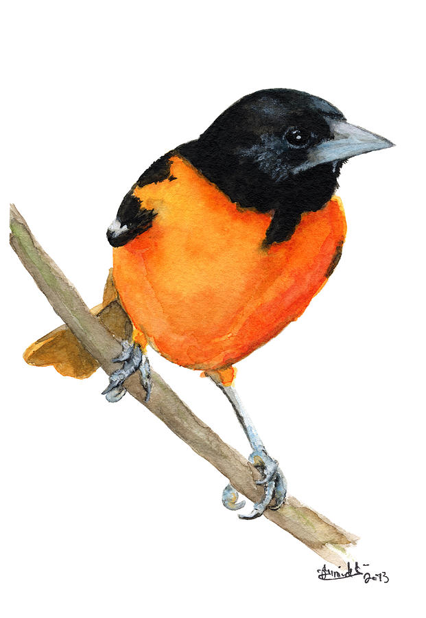 Baltimore Painting - Baltimore Oriole by Carlo Ghirardelli Baltimore Painting - Baltimore Oriole by Carlo Ghirardelli