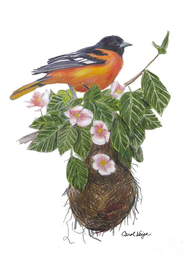 Oriole Drawing - Baltimore Oriole by Carol Veiga