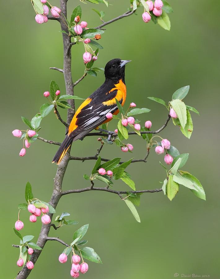 Cuyahoga Valley National Park Photograph - Baltimore Oriole by Daniel Behm