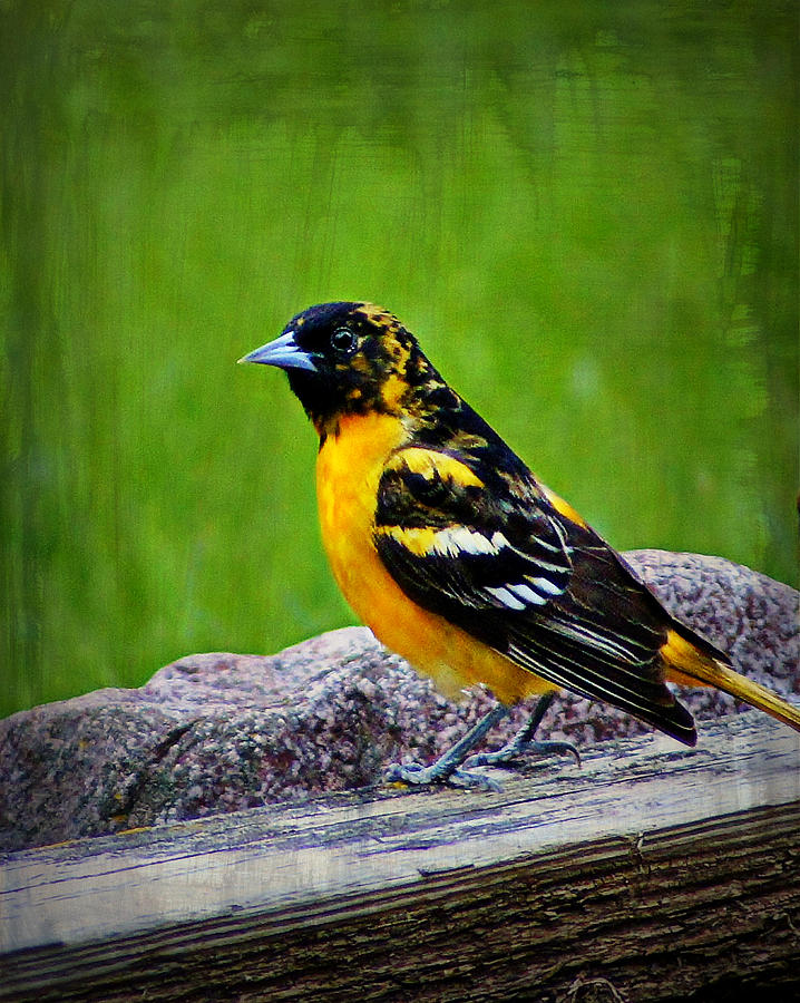 Baltimore Oriole -female - Backyard Birds Photograph By Carol Toepke