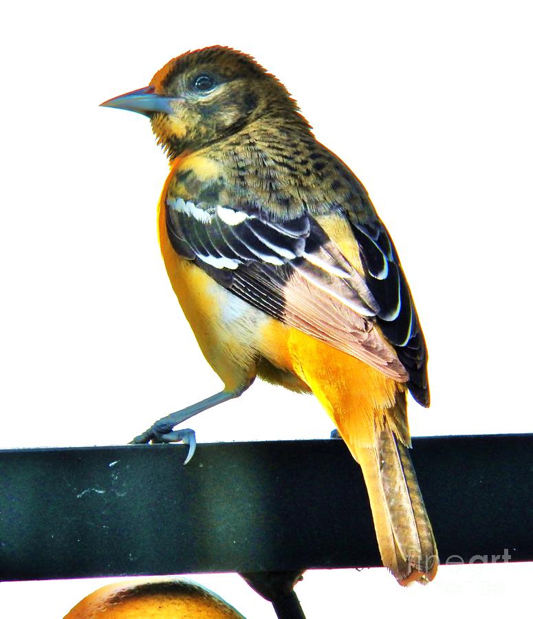 Baltimore Oriole Female Photograph by Judy Via-Wolff